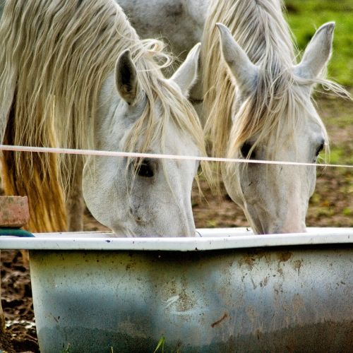 Potabilización Agua Animales - 13.jpg