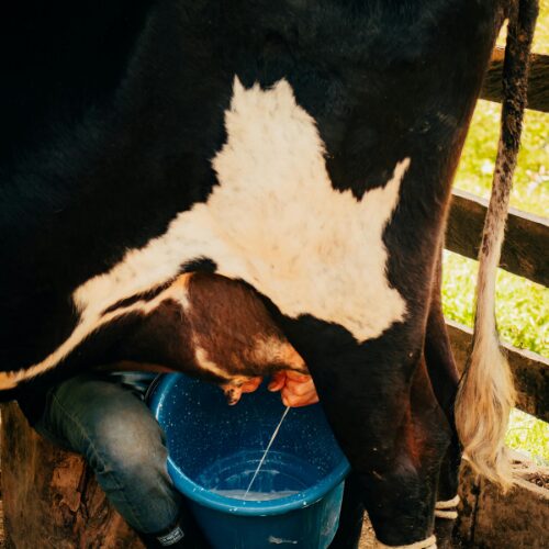 Vaca ordeñada