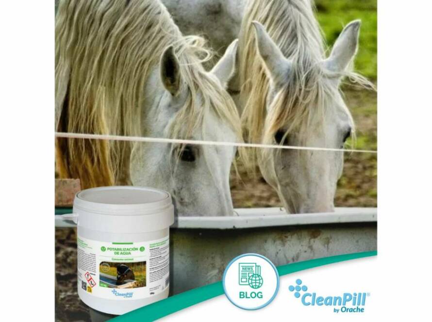 Cómo potabilizar agua para consumo animal en ganadería - Publi-Orache-II.jpg
