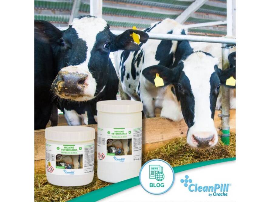 Higiene de ubres en el ordeño: cómo prevenir infecciones y mastitis - Publi-Orache-II-1.jpg