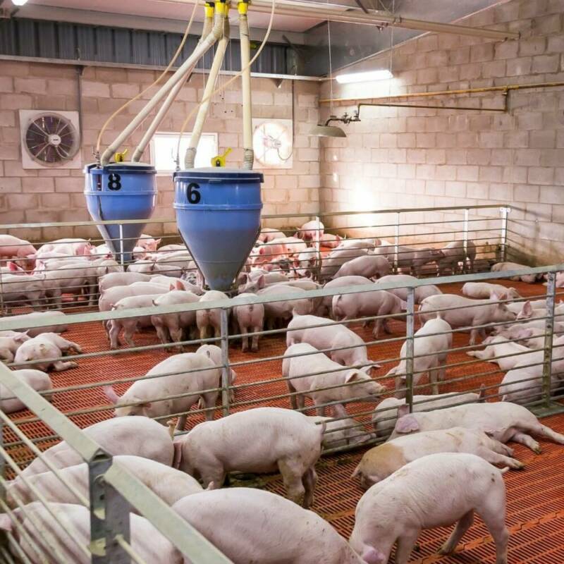 Ganadería - BF-MOMA-MAR-1.jpg